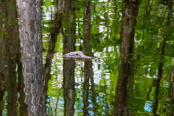 20140316_shark_valley_0553-Edit