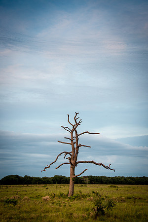 20150417_lake_Istokpoga_0138