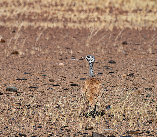20220419_namibia-6826.jpg