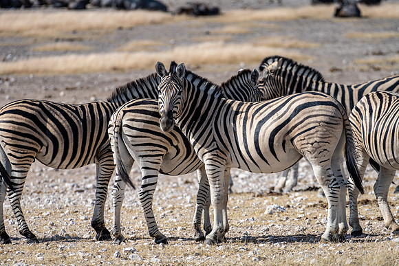 20220419_namibia-19175.jpg