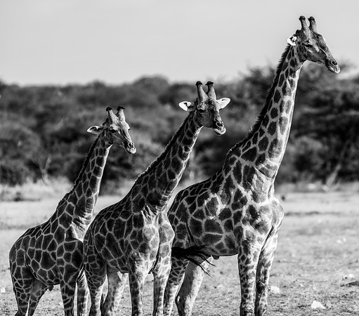 20220419_namibia-21593-2.jpg