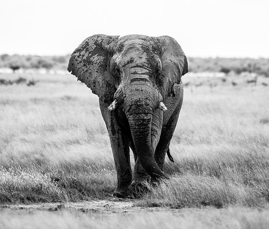20220419_namibia-20287-2.jpg