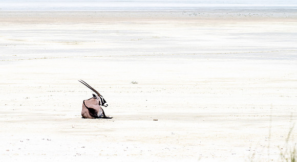 20220419_namibia-21067-2.jpg