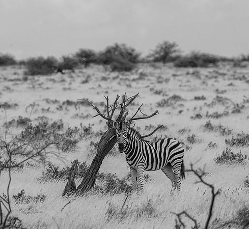 20220419_namibia-16447-2.jpg