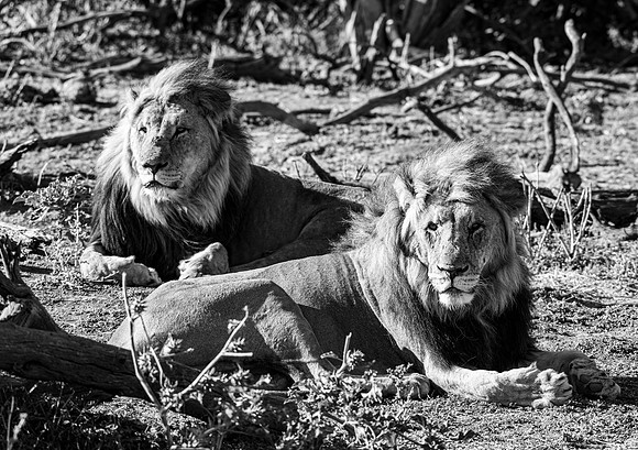 20220419_namibia-7771-2.jpg