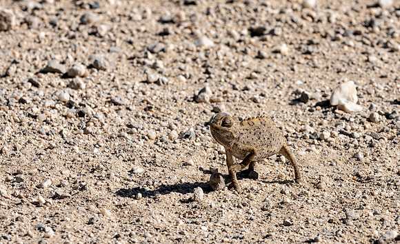 20220419_namibia-15109.jpg