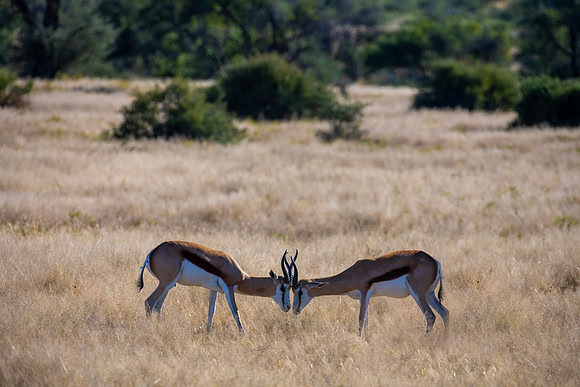 20220419_namibia-639-Edit.jpg