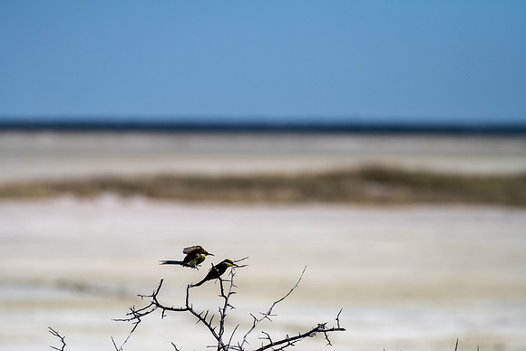 20220419_namibia-20778.jpg