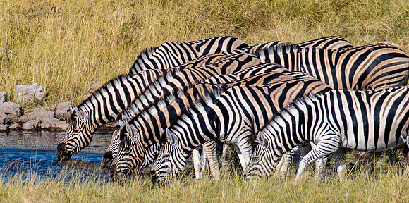 20220419_namibia-18748.jpg