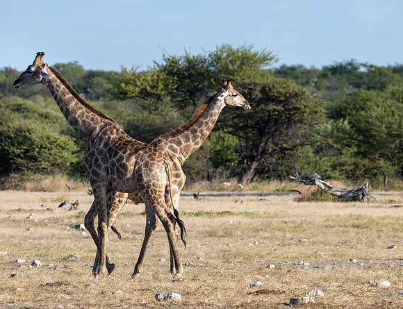 20220419_namibia-20549.jpg