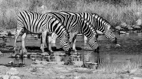 20220419_namibia-19144-2.jpg