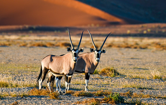 20220419_namibia-7434-2.jpg