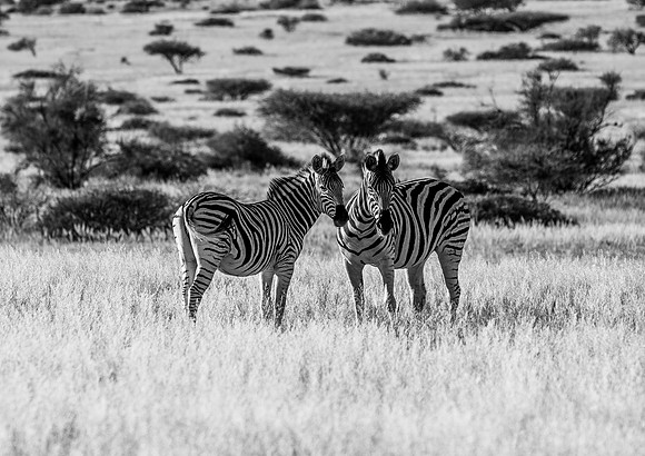 20220419_namibia-17220.jpg