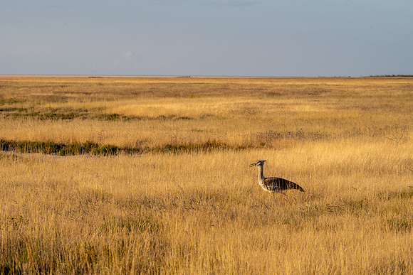 20220419_namibia-16462-Edit.jpg
