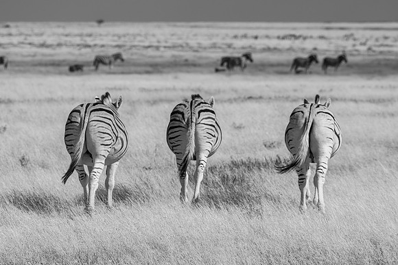 20220419_namibia-18016-2.jpg