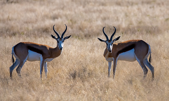 20220419_namibia-775-Edit.jpg