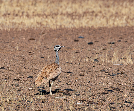 20220419_namibia-6836.jpg
