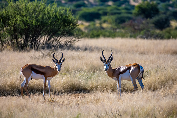20220419_namibia-743.jpg