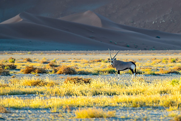 20220419_namibia-7520.jpg