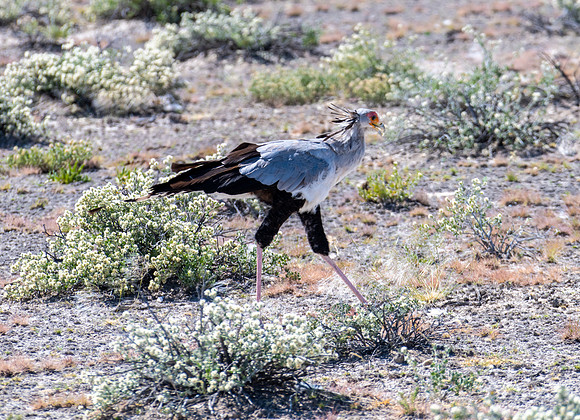 20220419_namibia-18824.jpg