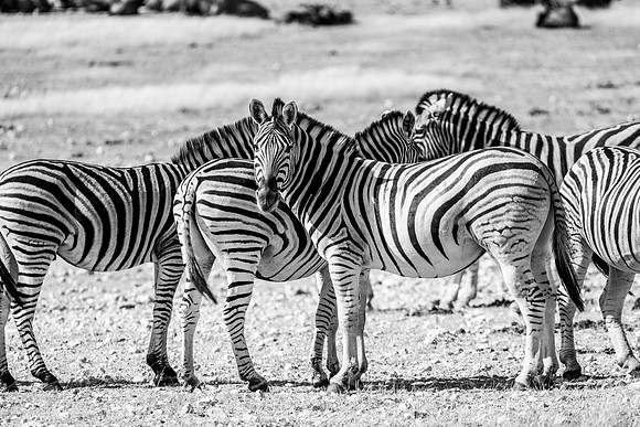 20220419_namibia-19175-2.jpg