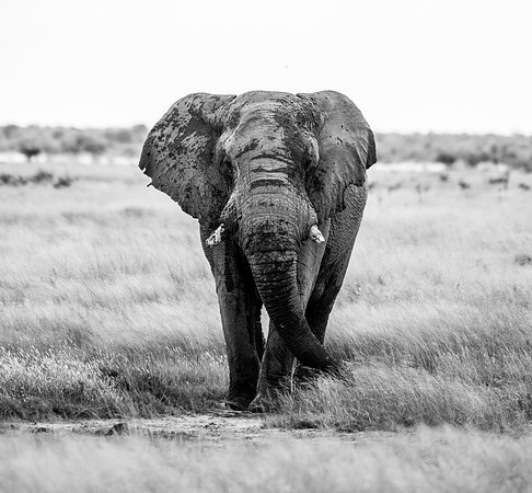 20220419_namibia-20563-2.jpg