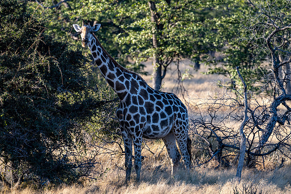 20220419_namibia-20857.jpg
