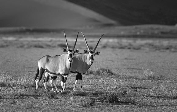 20220419_namibia-7437-2.jpg
