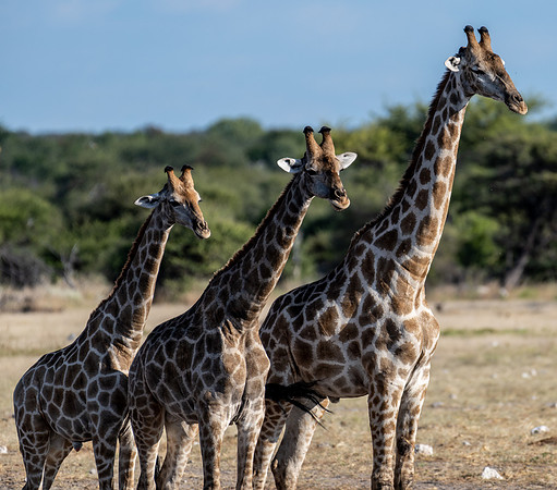 20220419_namibia-21593.jpg