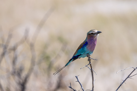 20220419_namibia-21110.jpg