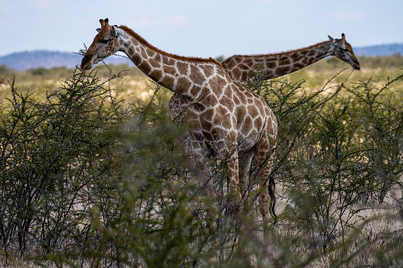 20220419_namibia-19041.jpg