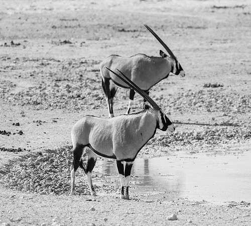 20220419_namibia-19850-2.jpg