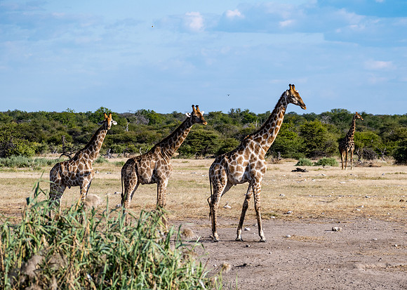 20220419_namibia-21784.jpg