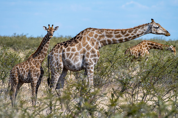 20220419_namibia-18440.jpg
