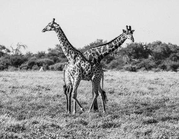 20220419_namibia-21880-2.jpg