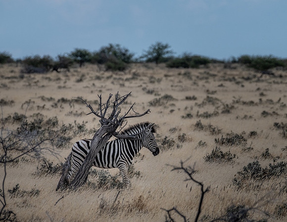 20220419_namibia-16070.jpg