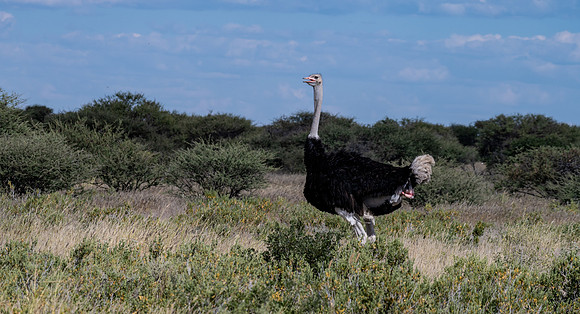 20220419_namibia-18038.jpg