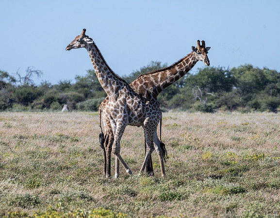 20220419_namibia-21880.jpg