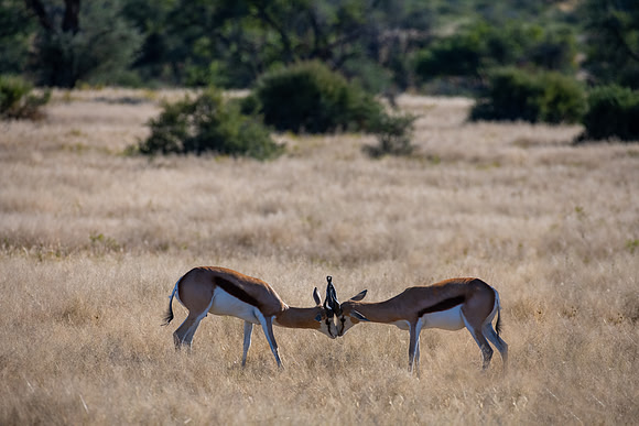 20220419_namibia-520-Edit.jpg