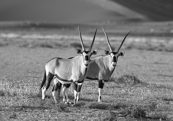 20220419_namibia-7434.jpg