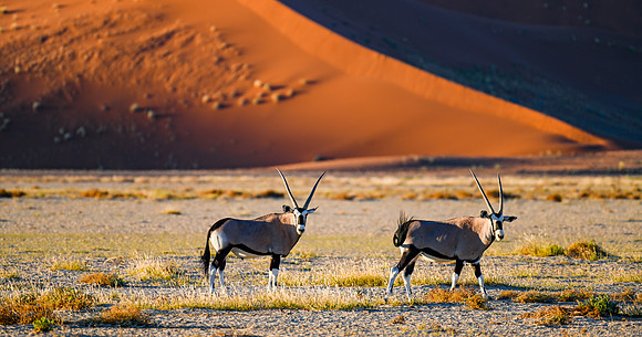 20220419_namibia-7414.jpg