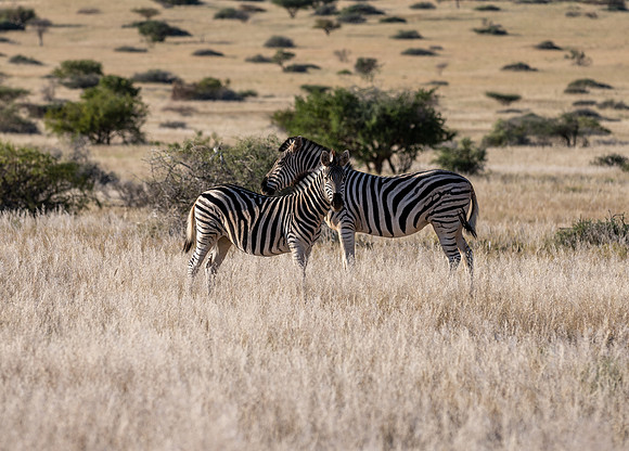 20220419_namibia-17505.jpg
