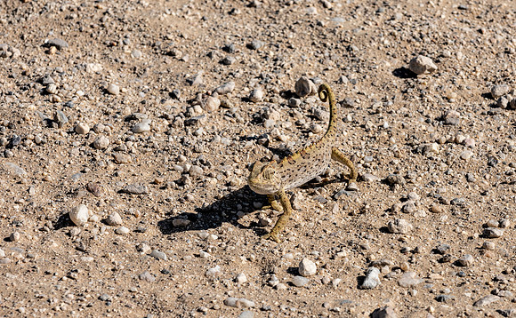 20220419_namibia-14335.jpg