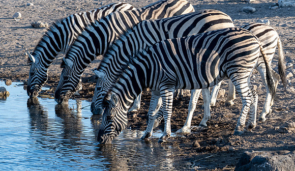 20220419_namibia-20498.jpg