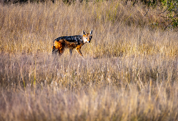 20220419_namibia-103.jpg