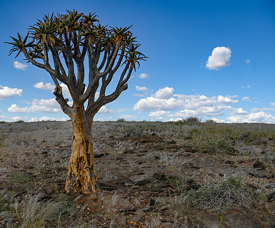 20220419_namibia-4884.jpg