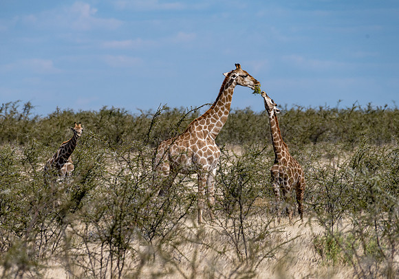 20220419_namibia-18459.jpg