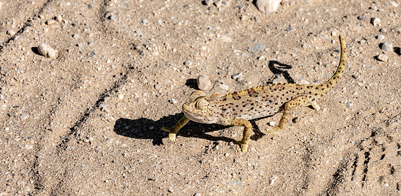 20220419_namibia-14535.jpg