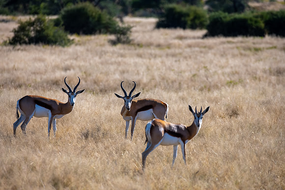 20220419_namibia-775.jpg