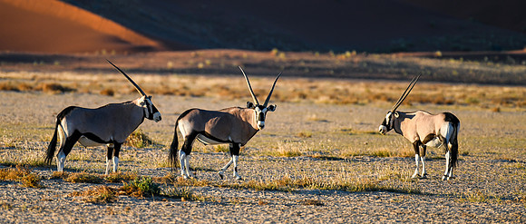 20220419_namibia-7449.jpg